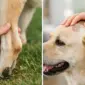 achillessehne oder kopfhaut beim hund featured 85x85